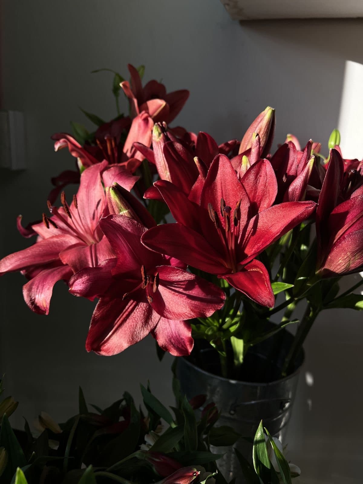 Maroon Lilies