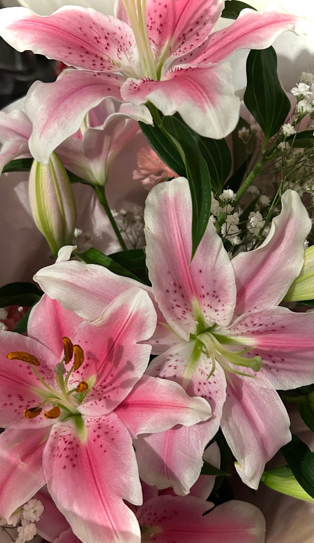 Stargazer Lilies