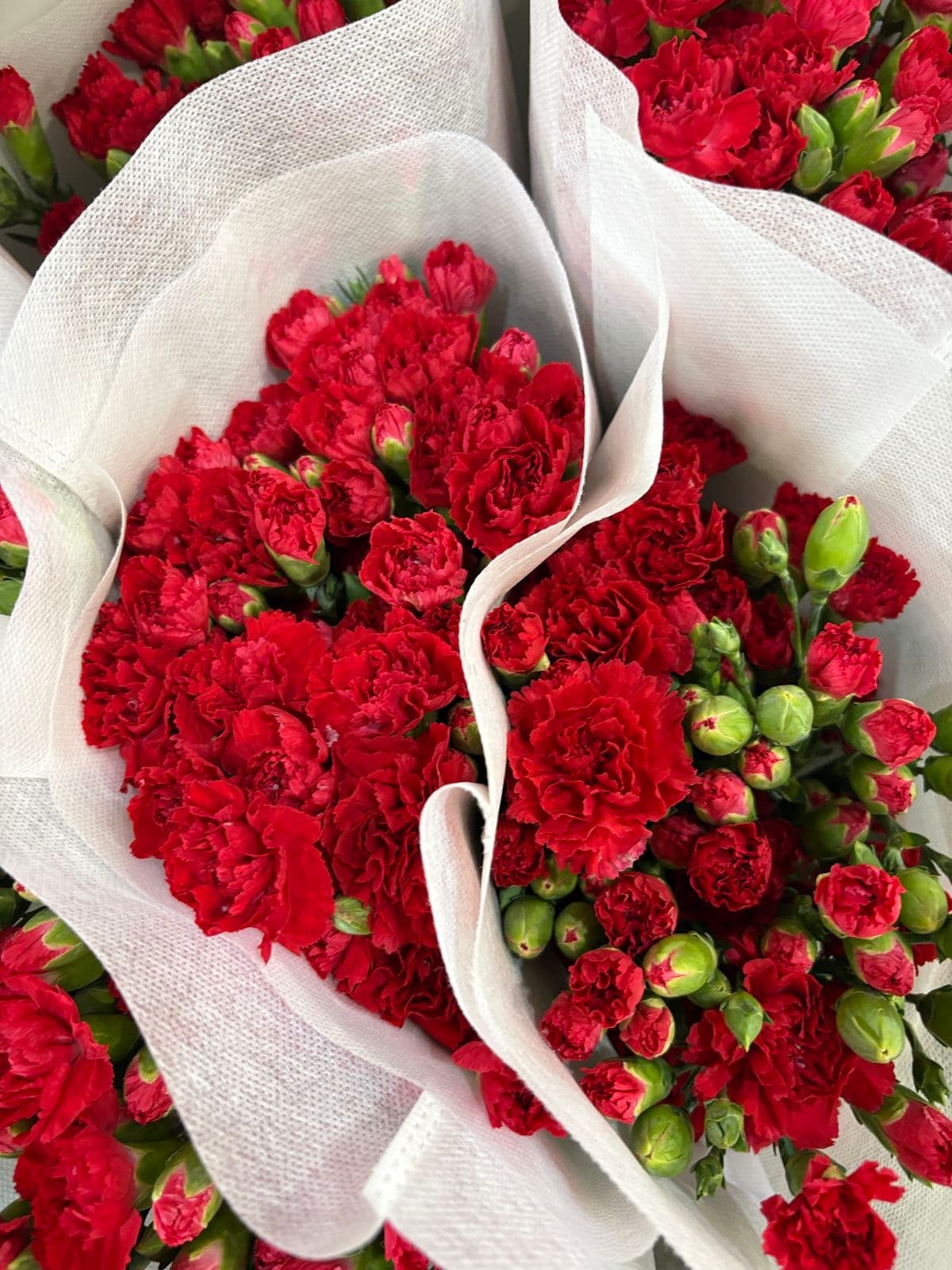 Red Carnations
