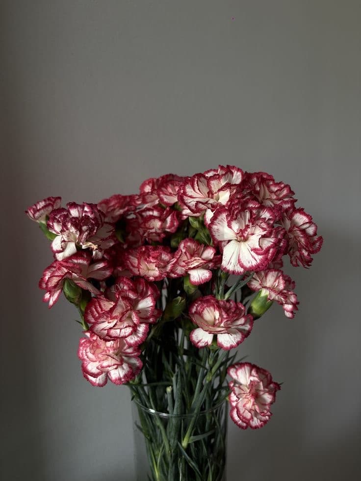White Burgundy Carnations