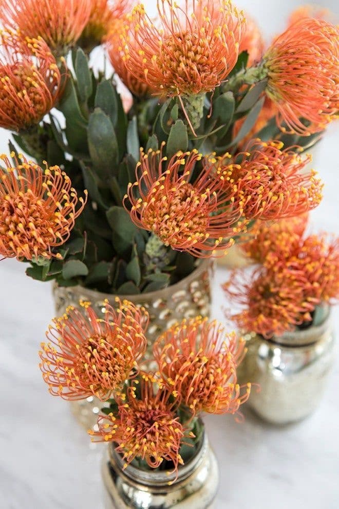 Protea