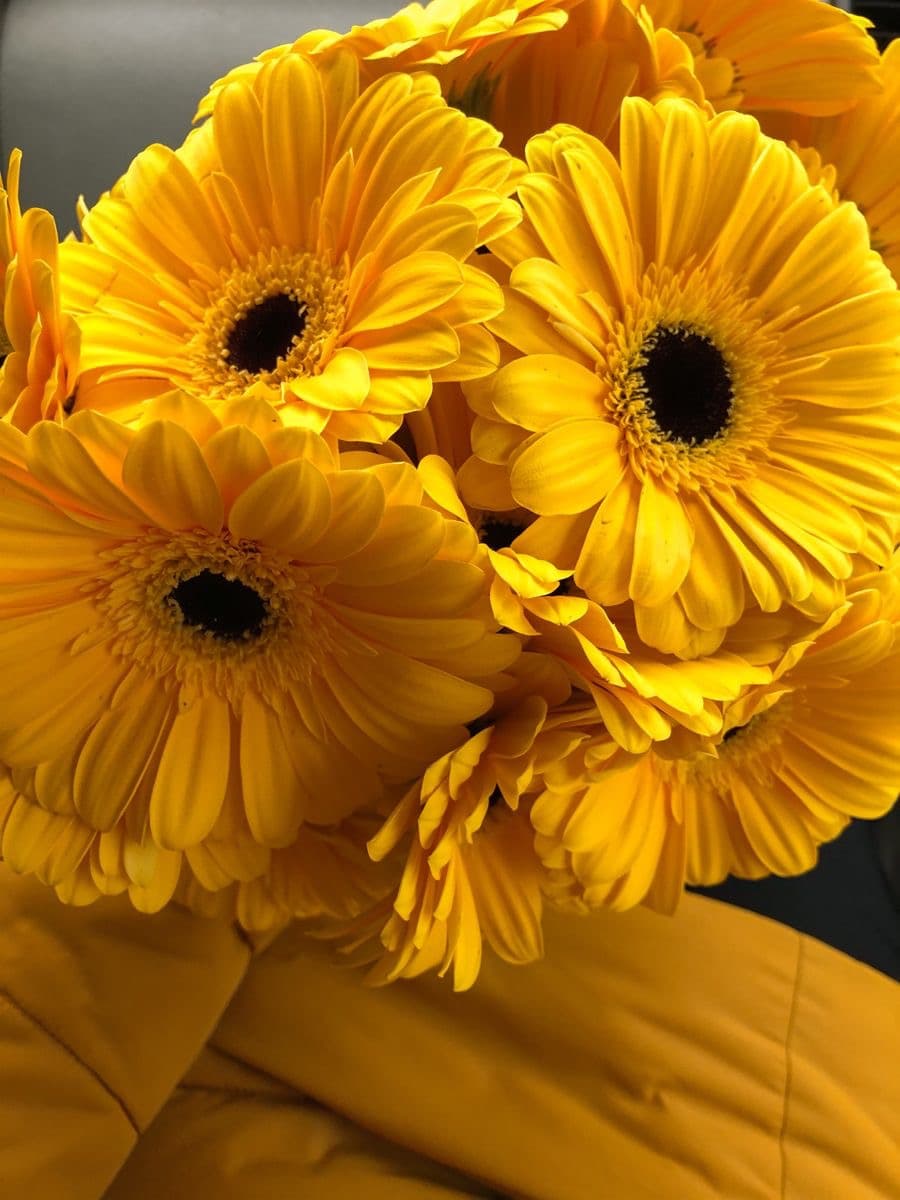 Yellow Gerbera Daisy