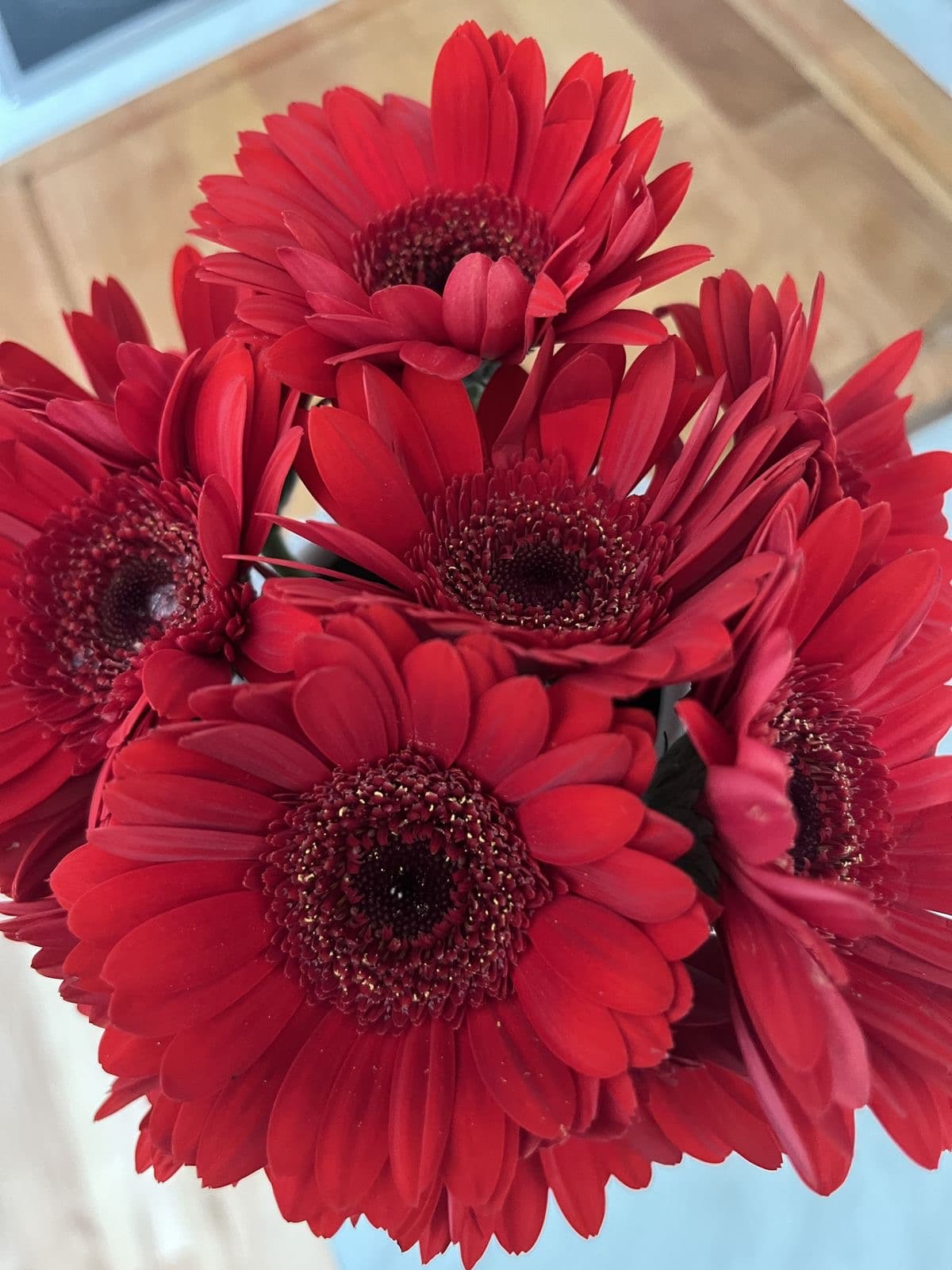 Red Gerbera Daisy