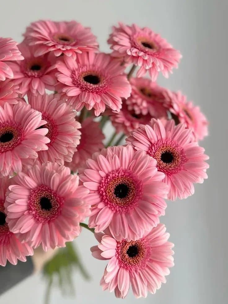 Light Pink Gerbera Daisy