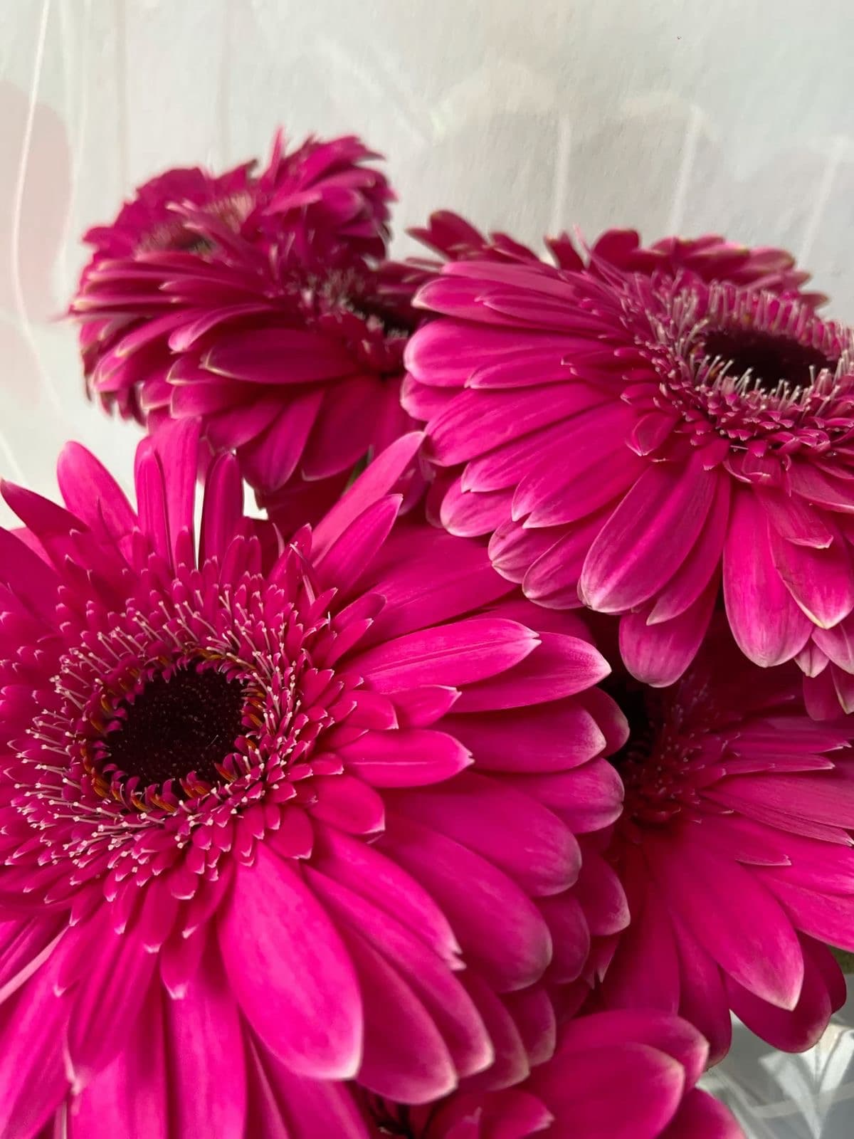 Dark Pink Gerbera Daisy