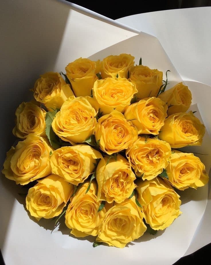 Yellow Roses