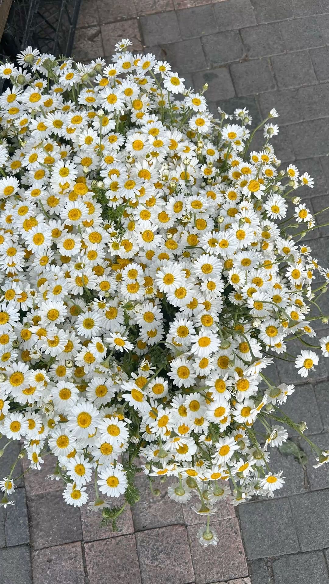 Daisy
