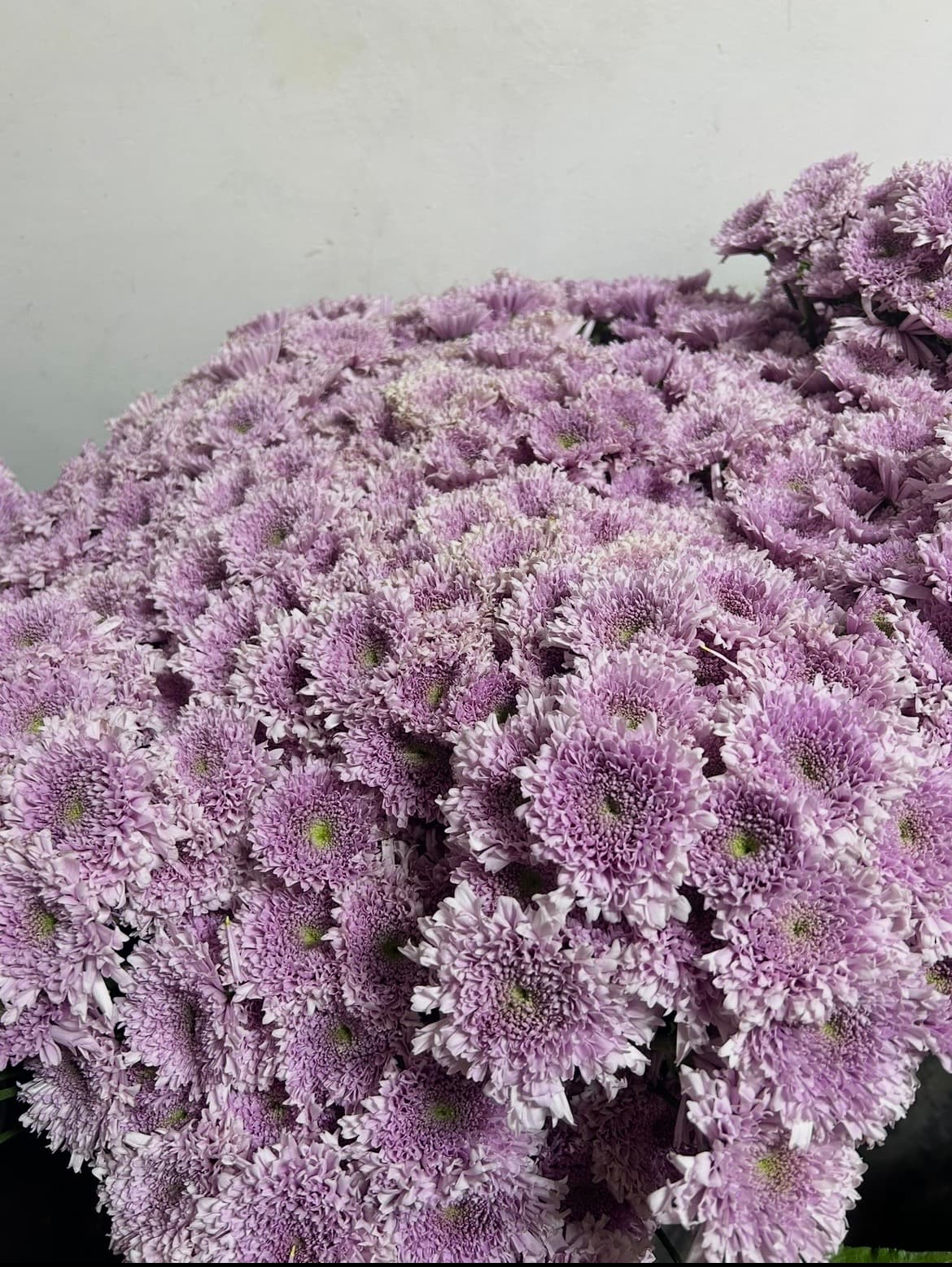 Purple Chrysanthemums