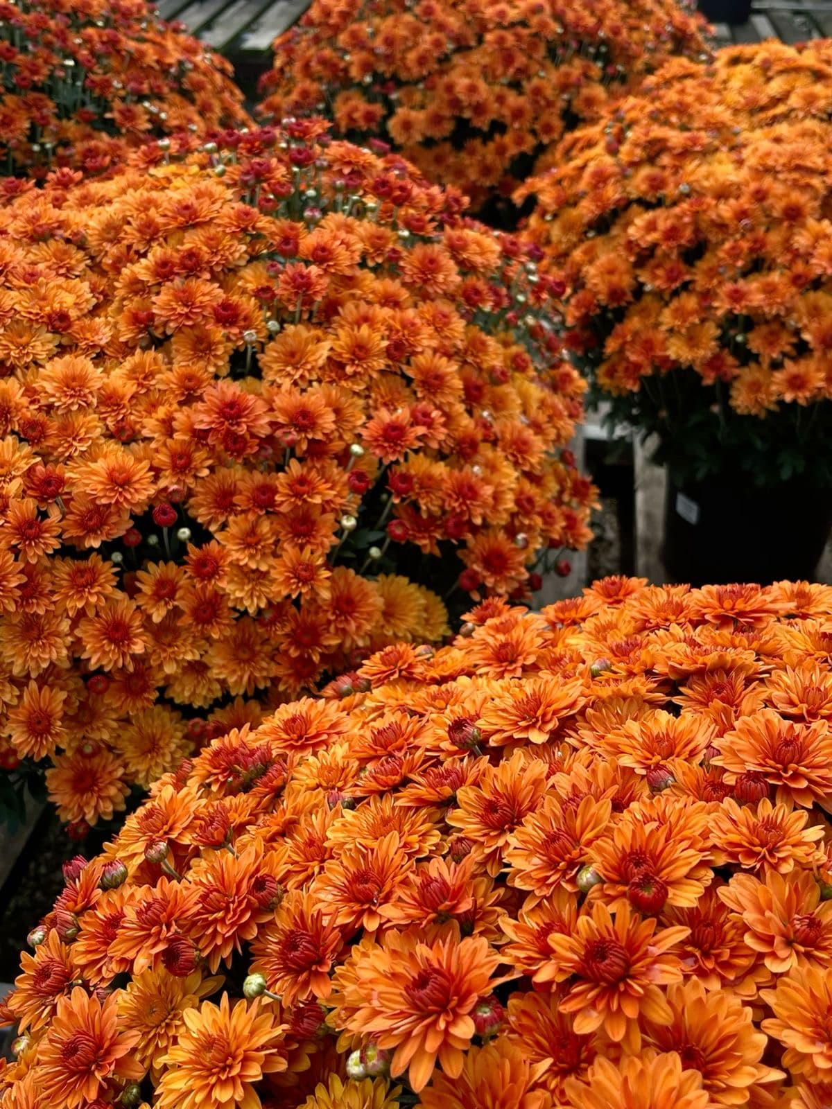 Orange chrysanthemums