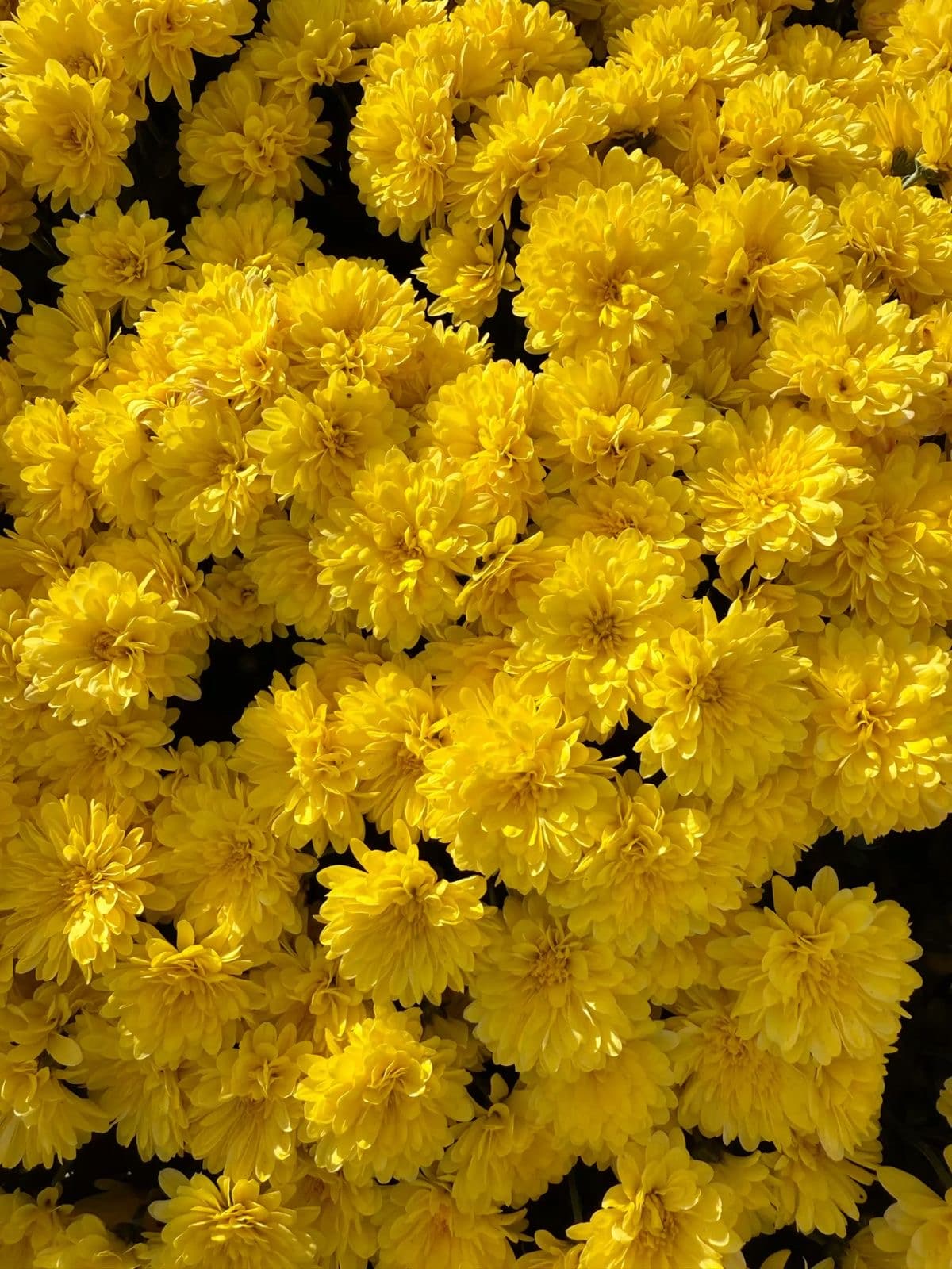 Yellow Chrysanthemums