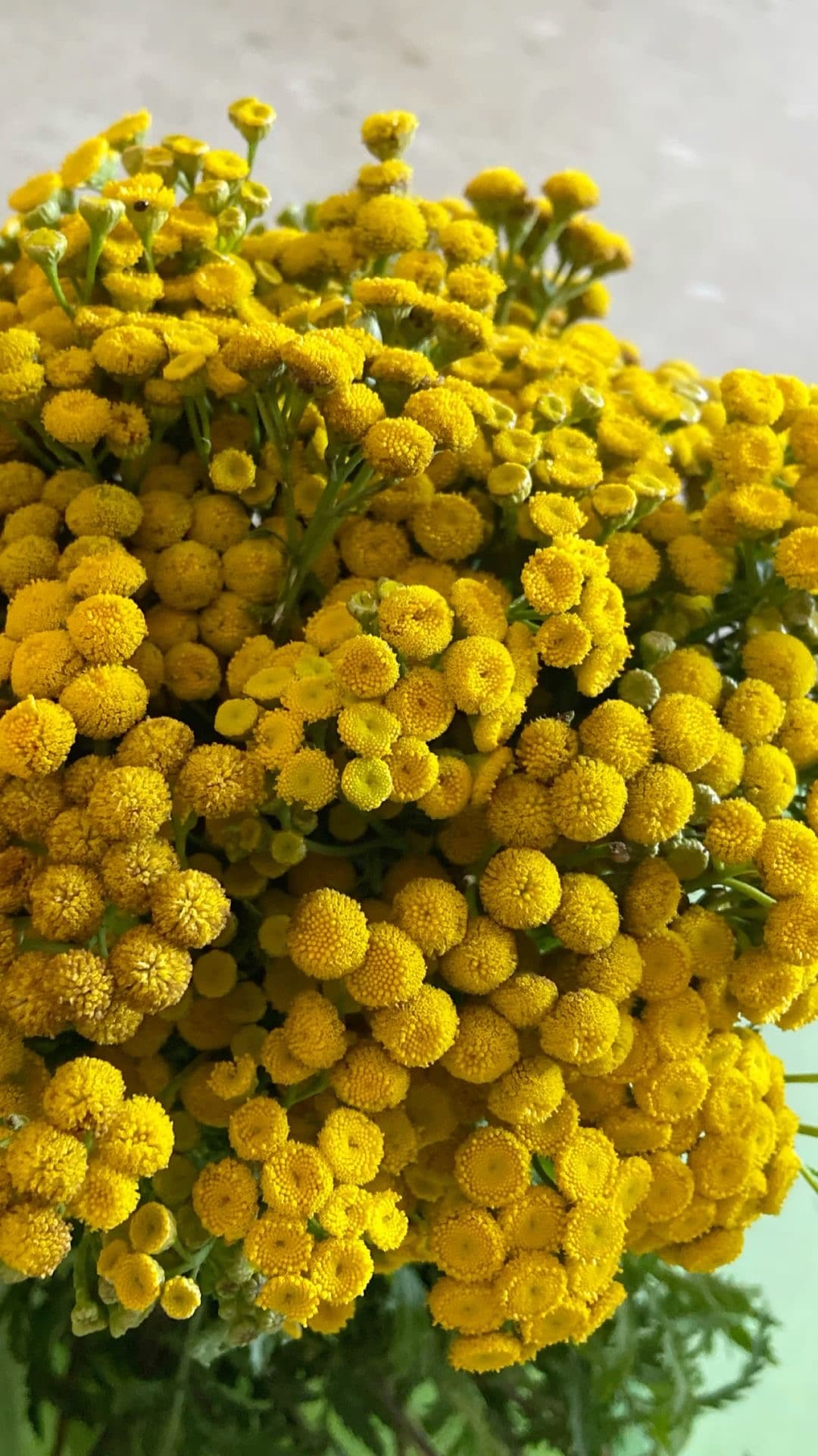 Yellow Button Mums