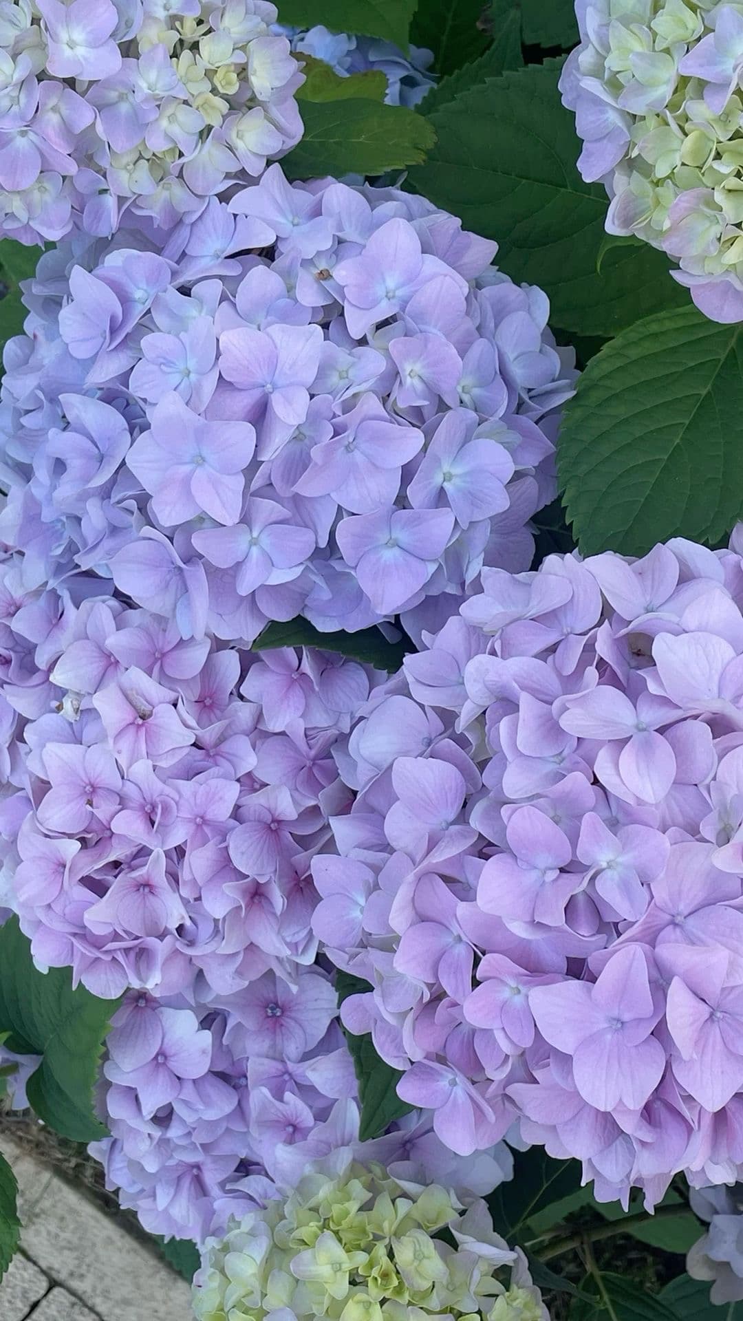 Purple Hydrangea