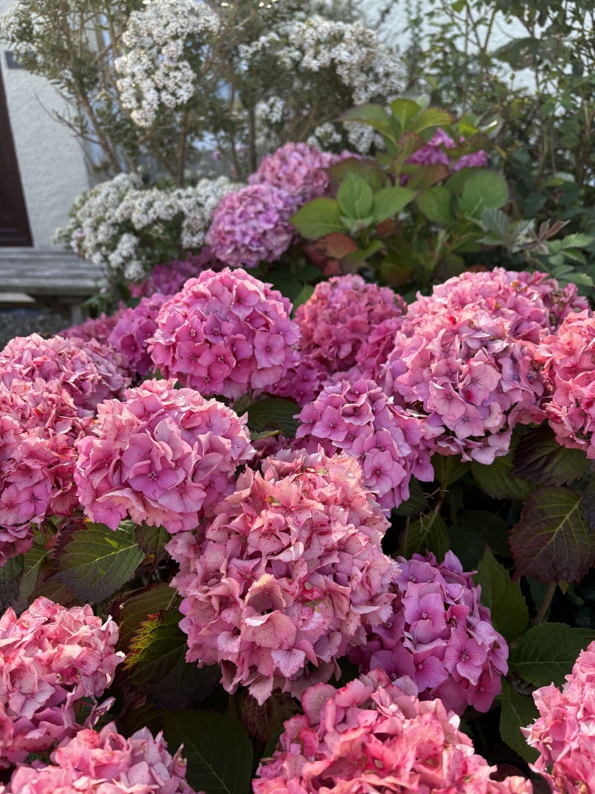 Pink Hydrangea